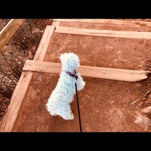 Meet your Posher, Trini